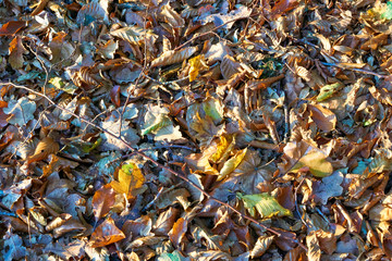 Herbstlaub