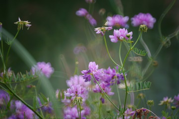 flowers in the garden