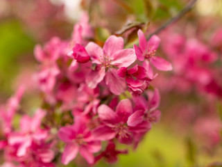 Naklejka na ściany i meble pink apple blossoms on a blurred background