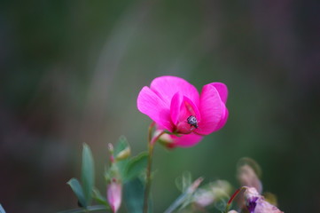 Obraz premium flower in the garden