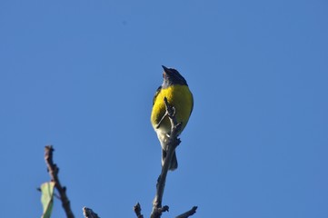 oiseau jaune