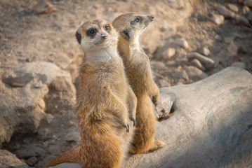 Two meerkat (Suricata suricatta) standing togehter and looking in opposite directions.