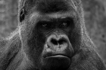 Face portrait of an amazing gorilla male, severe silverback.