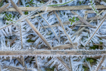 patterns of frost on the grass