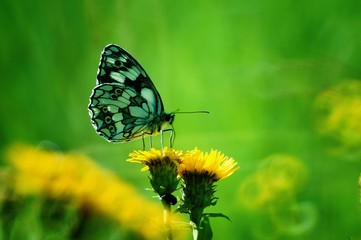 butterfly on flower