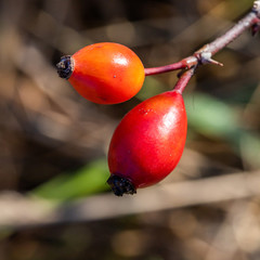 bright red rose hips