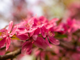 Obraz premium pink apple blossoms on a blurred background