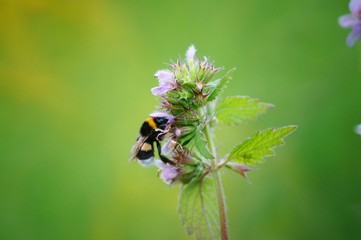 bee on a flower