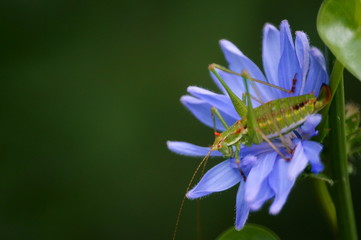 grasshopper on flower