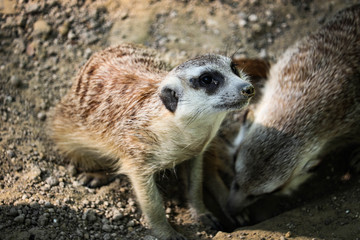 meerkat