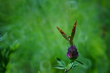 butterfly on flower