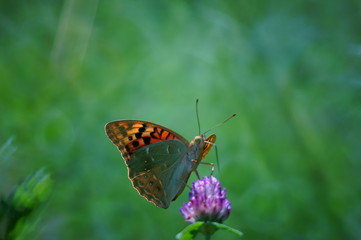 butterfly on flower