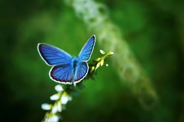 butterfly on flower