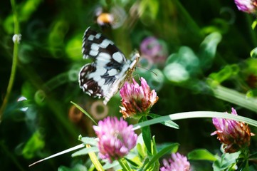 butterfly on flower