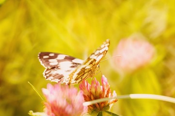butterfly on flower