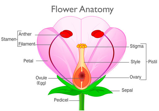 Anatomy flower. Plant reproductive system diagram, annotated. Flowering plants reproduction system. Pink, red flowers parts, components structure. White  background. Drawing illustration. Vector