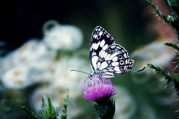 butterfly on a flower