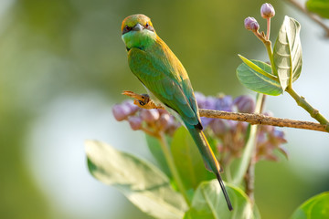 Green Bee-eater (Merops orientalis), Udawalawe National Park, Sri Lanka	