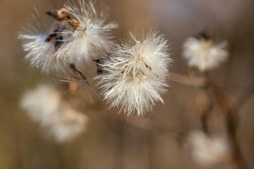 white fluff on brown background