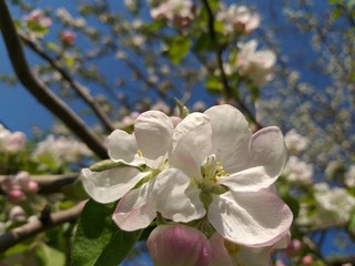 Spring blossom apple tree on the background blue  sky