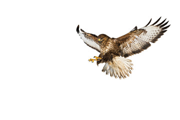 Wild common buzzard, buteo buteo, in flight catching prey with claws isolated on white background. Landing free bird with spred wings cut out on blank.