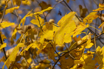 Gelbe Blätter im Herbst vor blauem Himmel