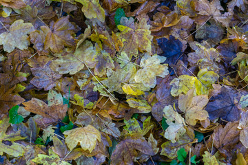 Pastellfarbenes buntes Laub im Herbst
