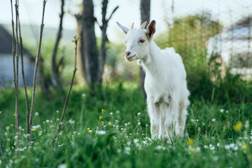 Obraz na płótnie Canvas goat on a meadow