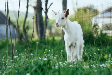 goat on a meadow