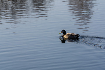 Ente schwimmt im Teich nach links