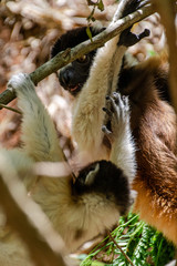 Madagascar