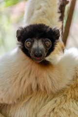 Fototapeta premium Madagascar