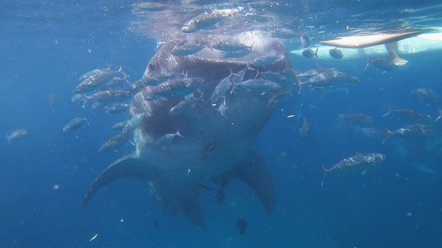 A whale shark feeds off of the sea surface.