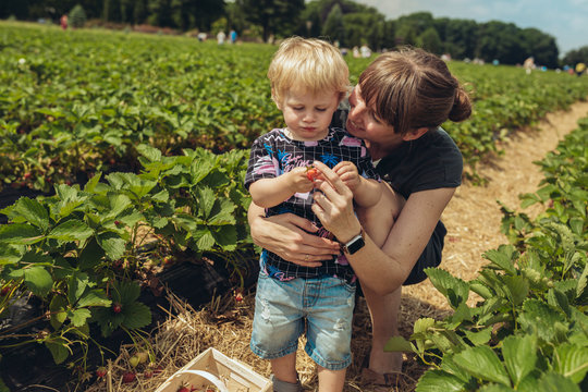 Mother and son picking strawberries in strawberry plantation
