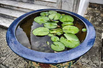 Lily pads in water in a decorated, traditional Thai pod with the reflection of one prang (tower) of...