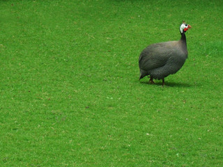 Turkey on green grass . Home Turkey alive 