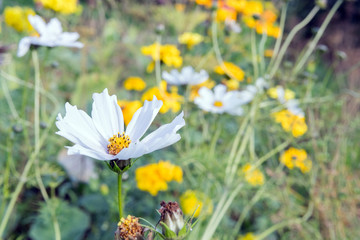 white cosmea flowers on nature background on sunny day