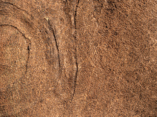 High resolution, Tree bark texture.