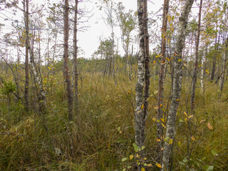 bog landscape background with small birches, moss and grass