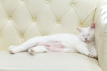 White cat asleep on the couch.