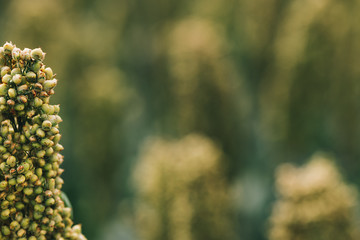 Sorghum bicolor crop in field, close up