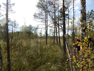 Obraz premium bog landscape background with small birches, moss and grass