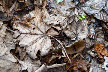 Close up of a pile of wet decaying Autumn and Winter leaves.