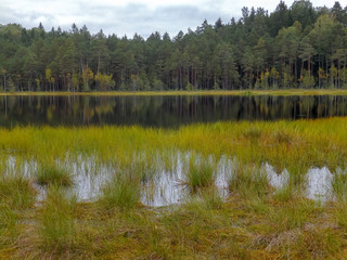 landscape with swamp grass in the foreground and swamp lakes in the background