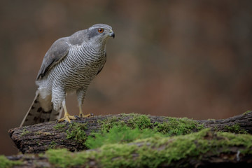 Forest ghost, the goshawk