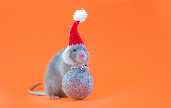 Rat in santa claus hat. Symbol of 2020. Chinese New Year