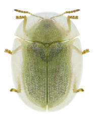 Beetle Cassida palaestina on a white background
