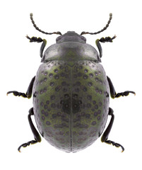 Beetle Chrysolina bicolor on a white background