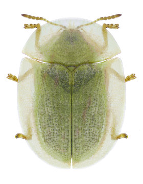 Beetle Cassida palaestina on a white background