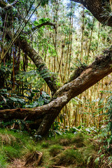Fototapeta premium La Réunion